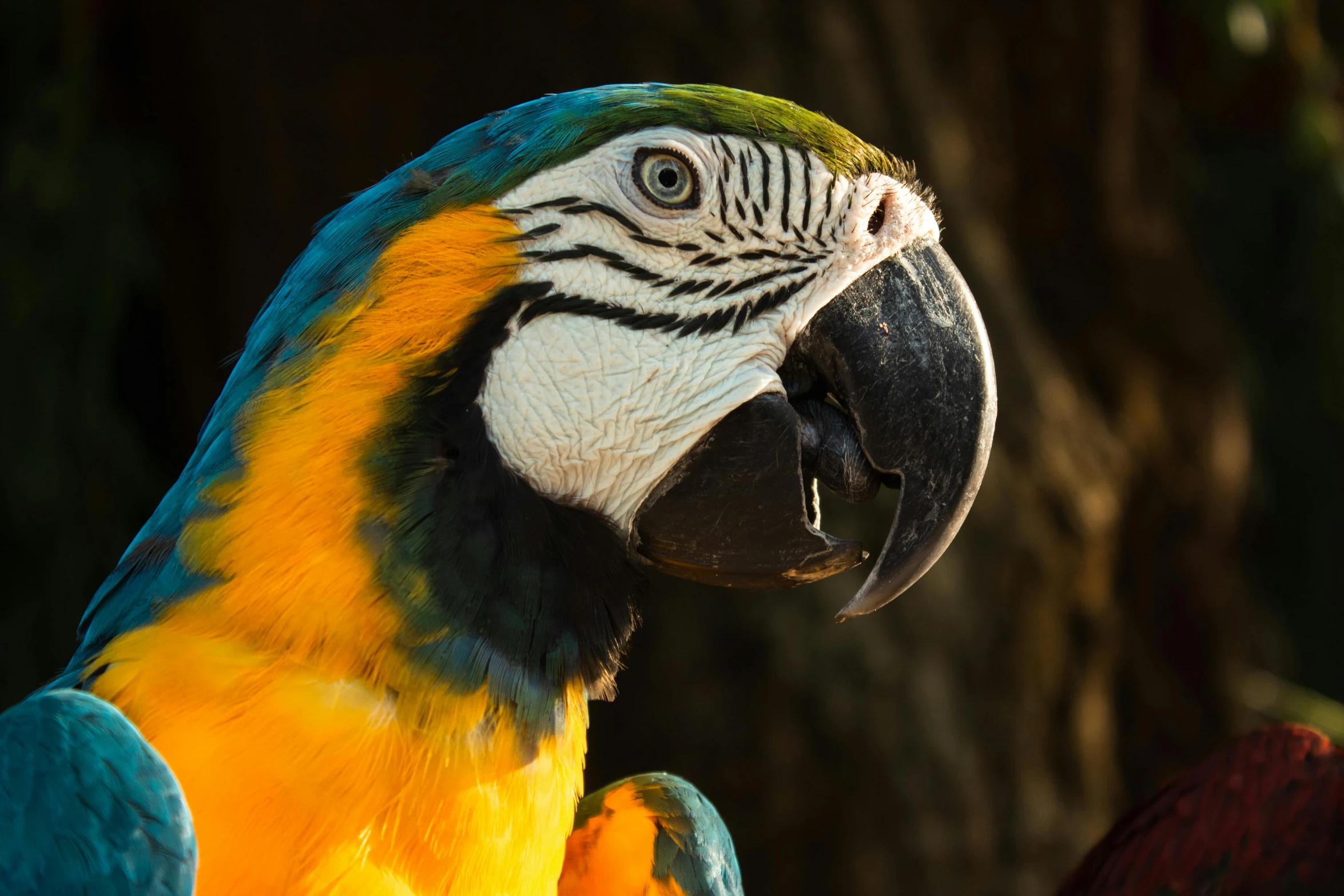 the colorful parrot is standing next to the tree