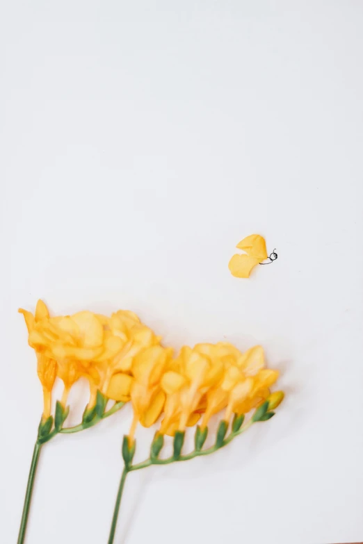 two yellow flowers are in front of a white wall
