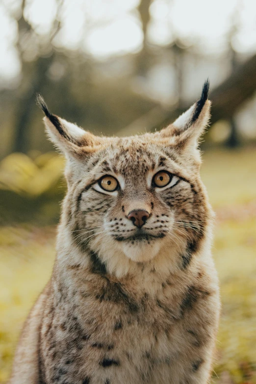 the wildcat has yellow eyes and a curious look