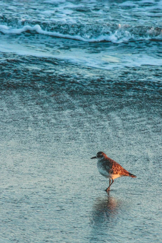 a small bird is standing on the sand