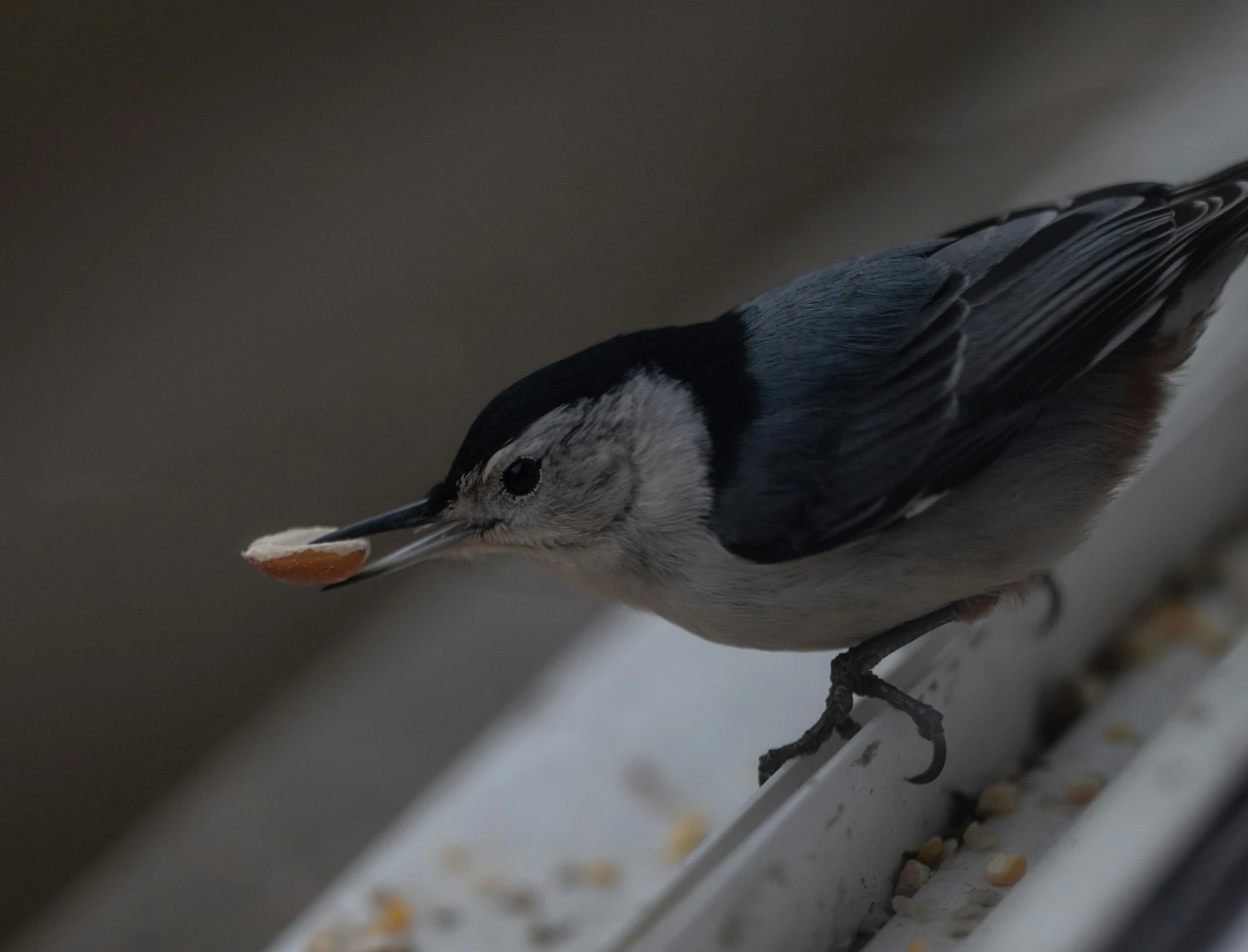 a bird with orange around it's beak eating food