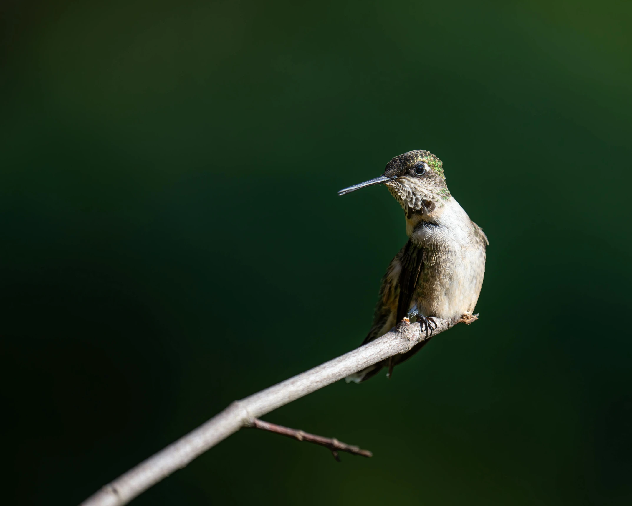 a hummingbird sits atop a small nch