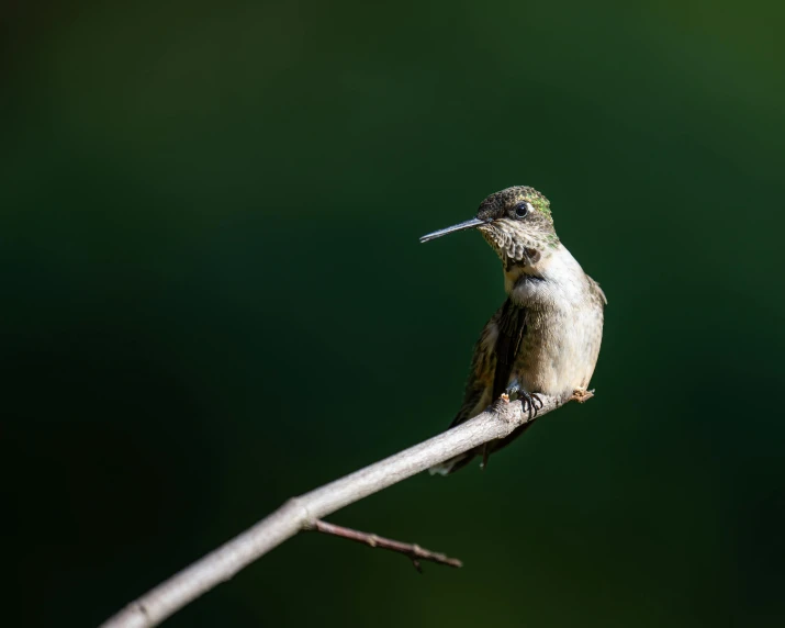 a hummingbird sits atop a small nch