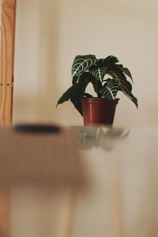 potted plant sitting on a table, with a white wall in the background