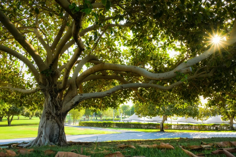 the sun's rays shine through the leaves on a tree