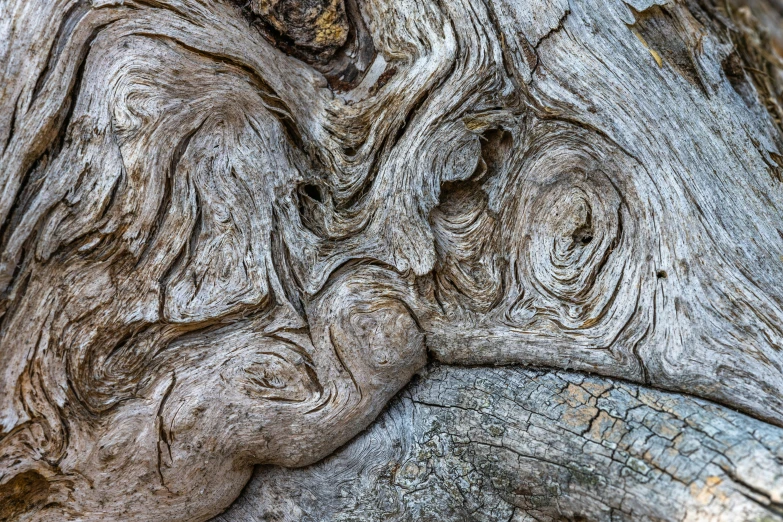 a wood grainy looking tree trunk with the bark and trunk visible