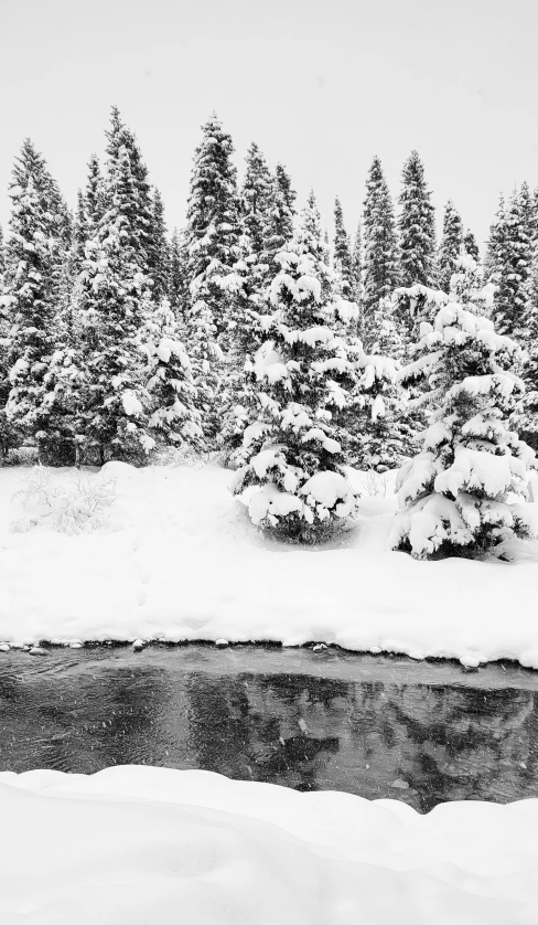 trees are shown in the background while snow sits on the ground