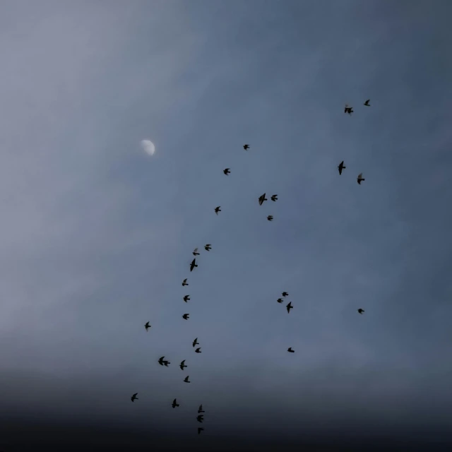a flock of birds flying through the air