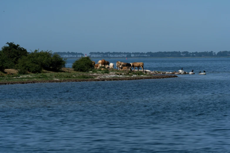 cows are eating grass off an island in a river