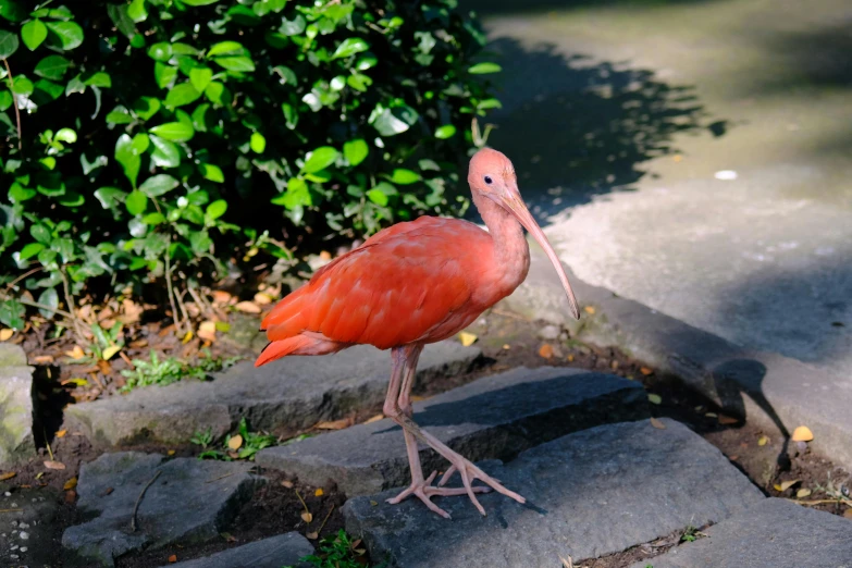 a red bird on some rocks and trees