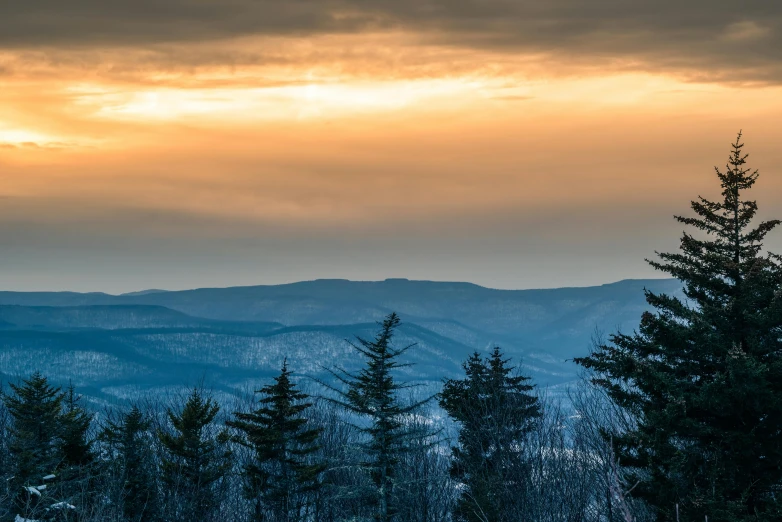 a pine tree with mountains in the background