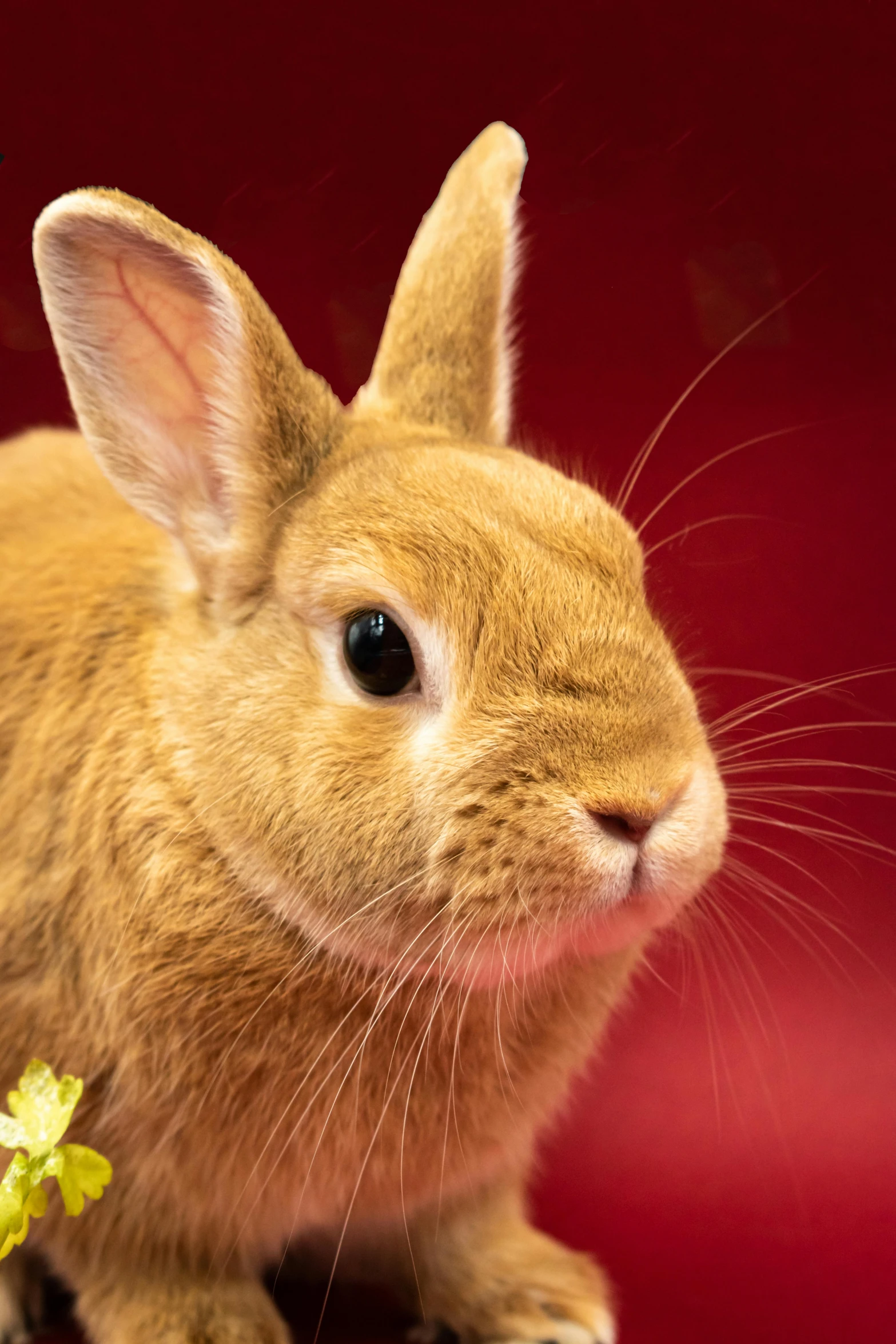 a little rabbit is sitting and looking into the camera