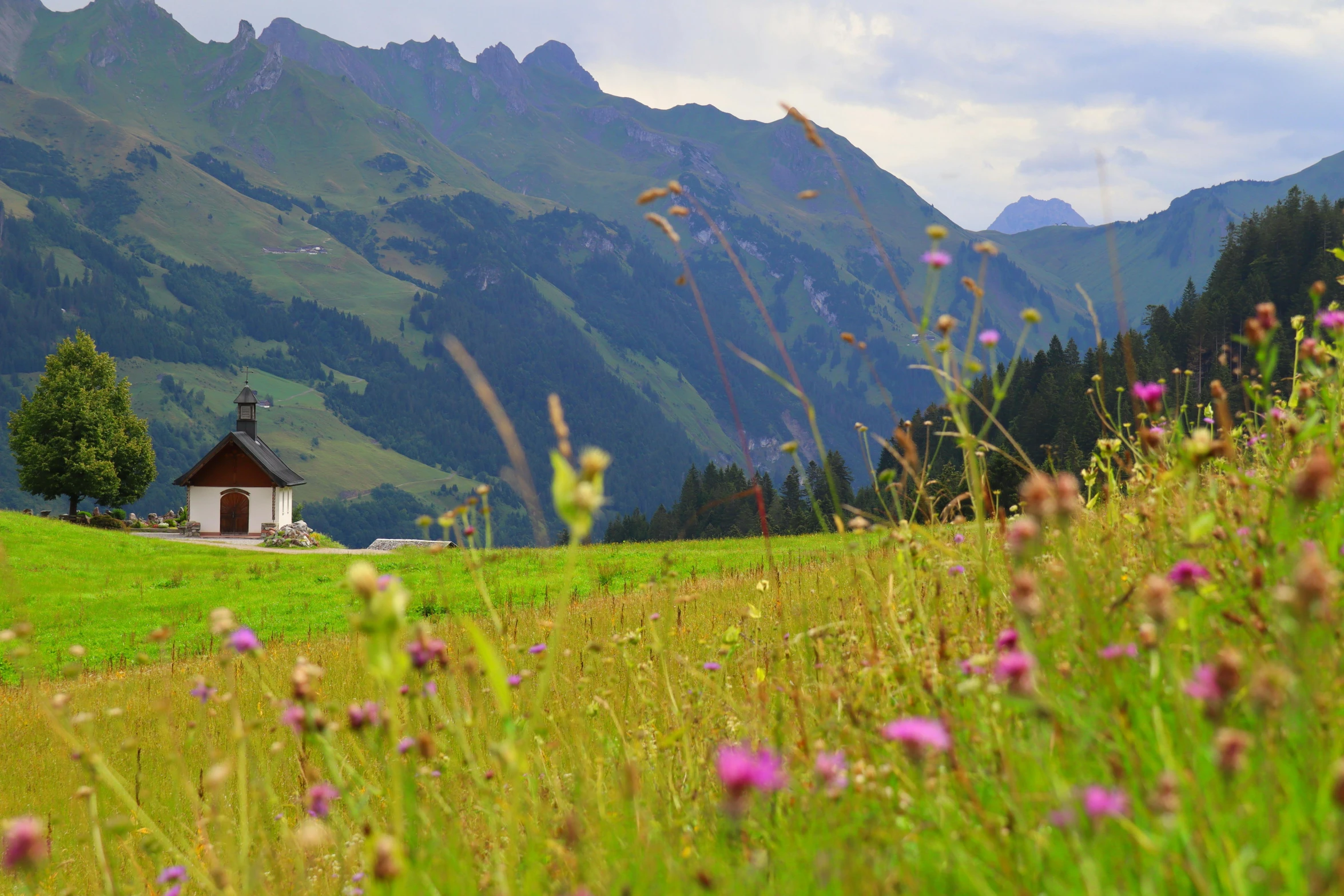 a flower meadow with mountains in the background