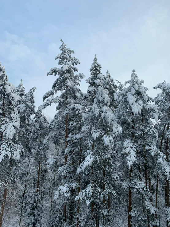 a group of tall evergreens covered in snow