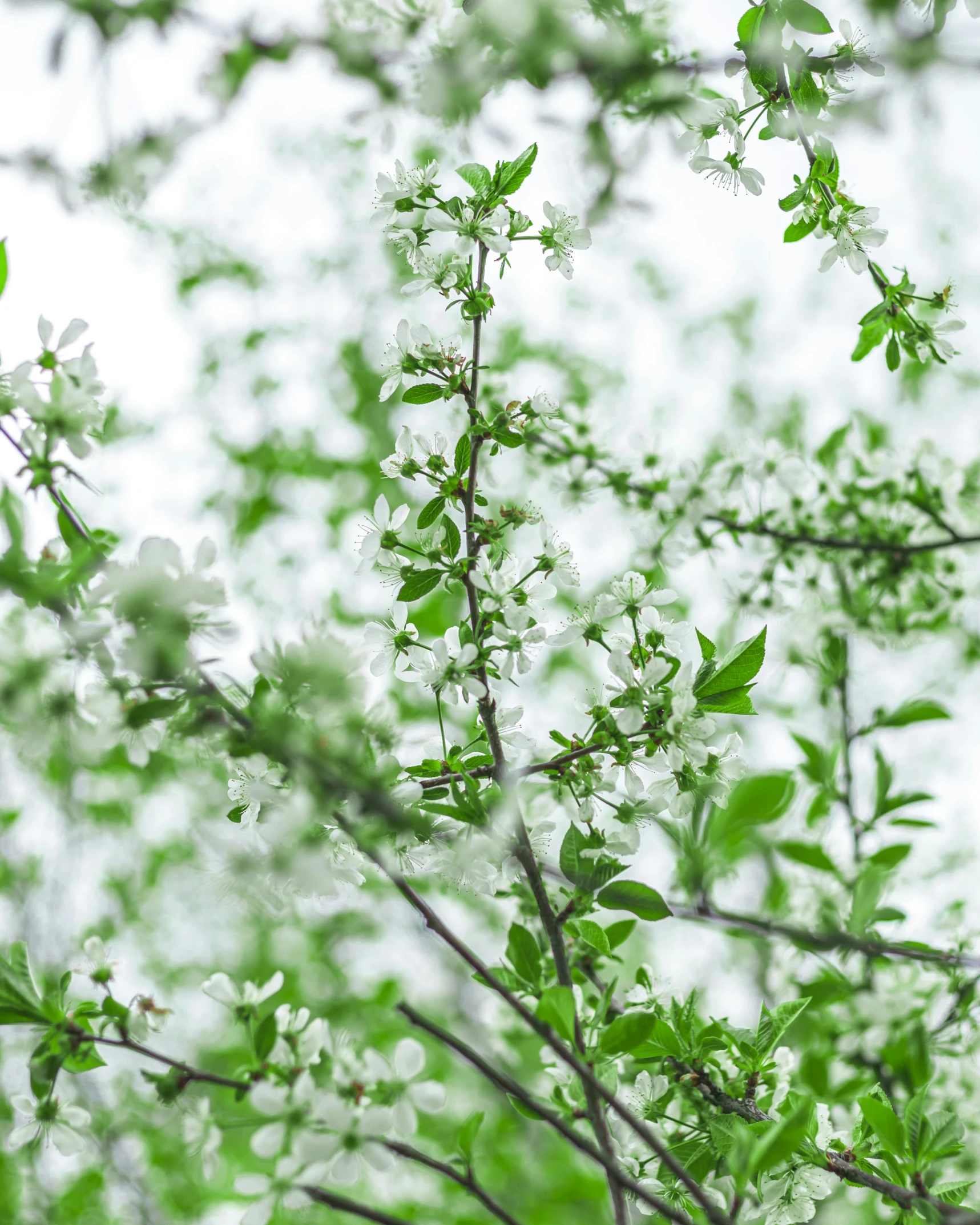 green leaves on a tree in the day