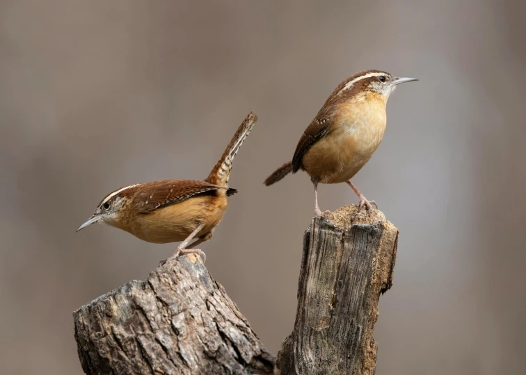 two little birds perched on the top of a wood pole