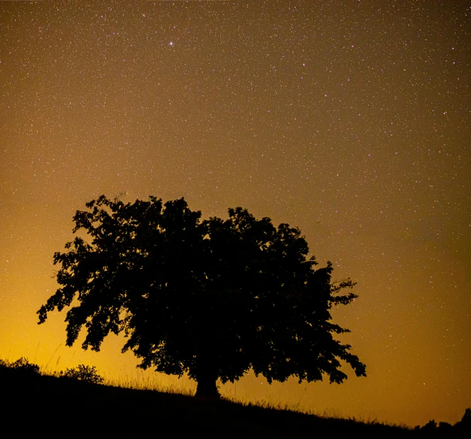 the silhouette of a lone tree against a starr filled sky