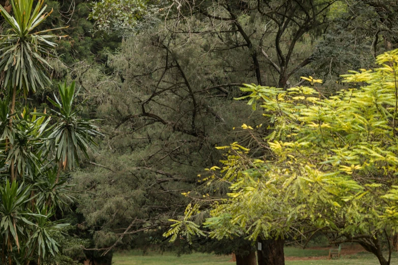 two trees stand in a grassy area near bushes