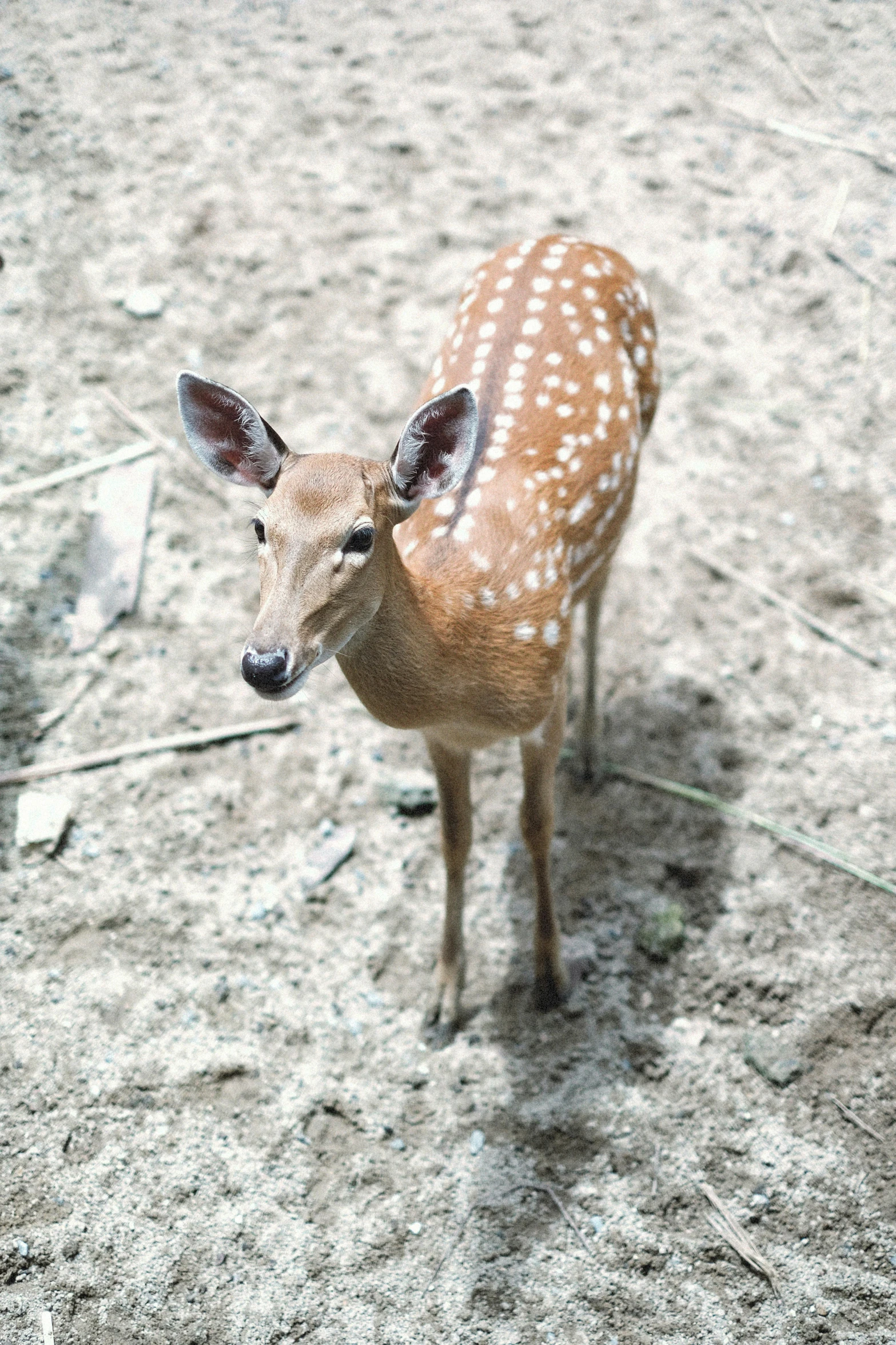 baby deer standing in the desert with its head turned