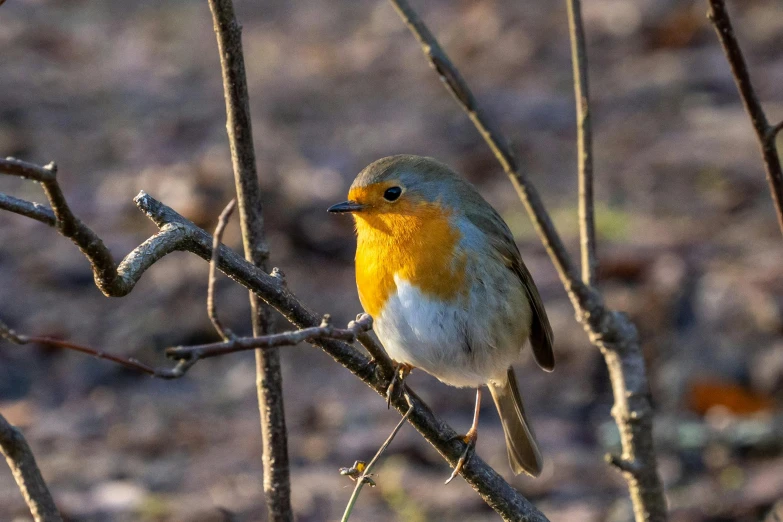 the small yellow and blue bird is sitting on a nch