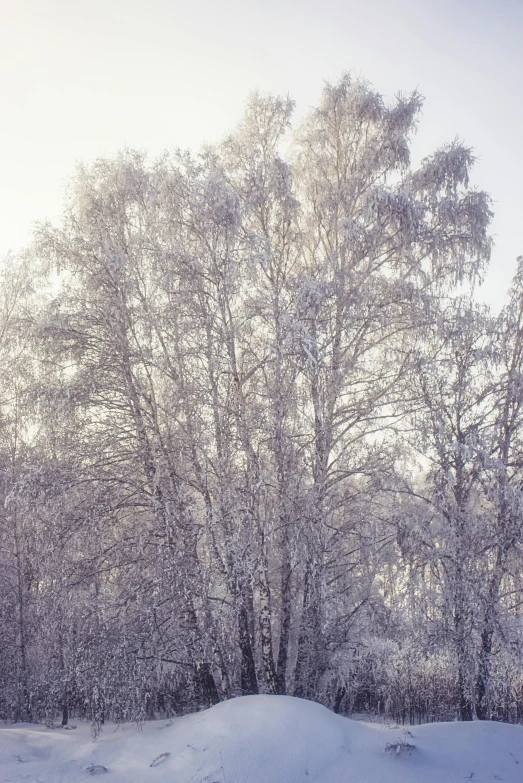 a very snowy looking field with trees and a snowy ground