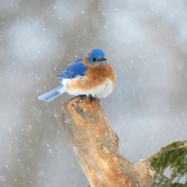 a small blue and orange bird sitting on a wooden nch