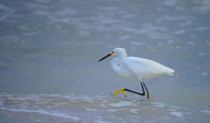 white bird walking in shallow water in open area