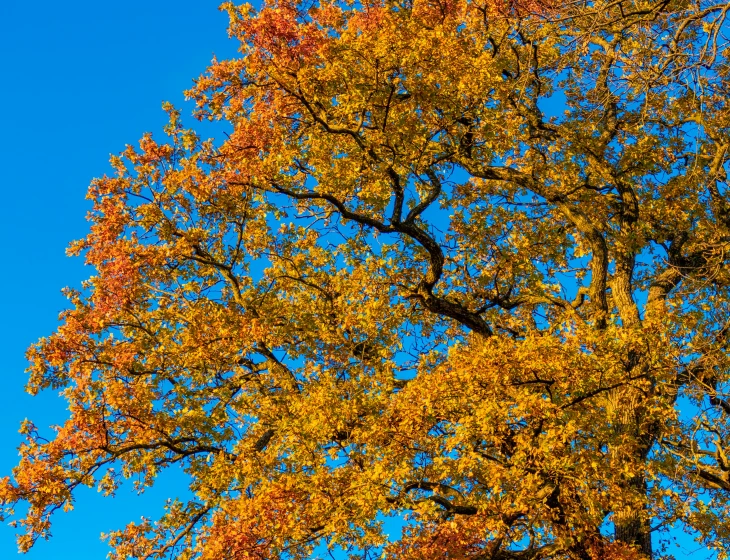 colorful autumn leaves on a tree in the sun