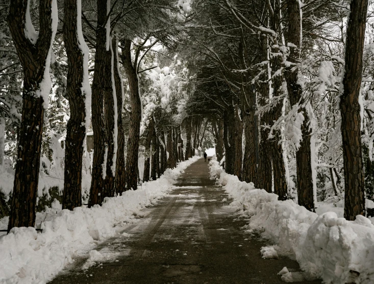 a long line of trees in the middle of a snow covered road