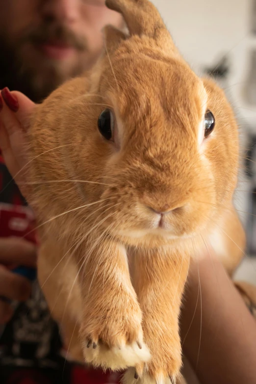 a person holding a stuffed rabbit in his hands