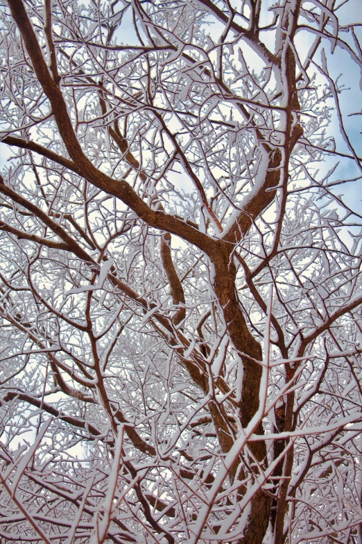 the nches and trunk of an icy tree