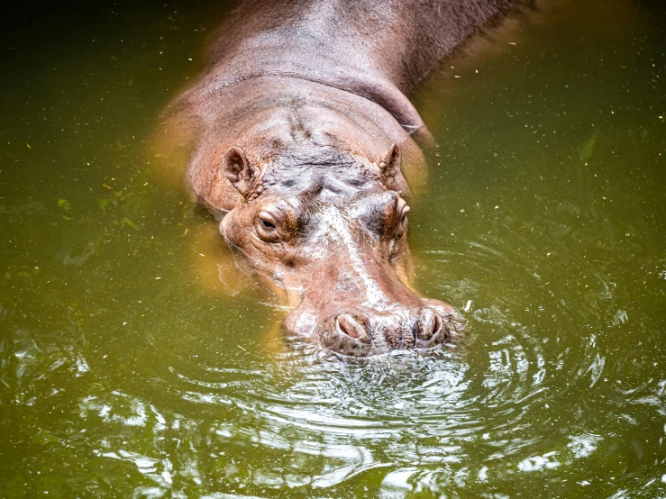 a hippo is submerged in a river and some water is green