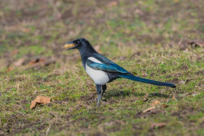 a black, blue and white bird with a yellow beak standing on grass