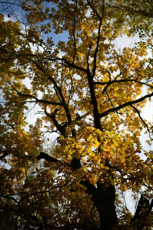 a street light next to some tree with yellow leaves