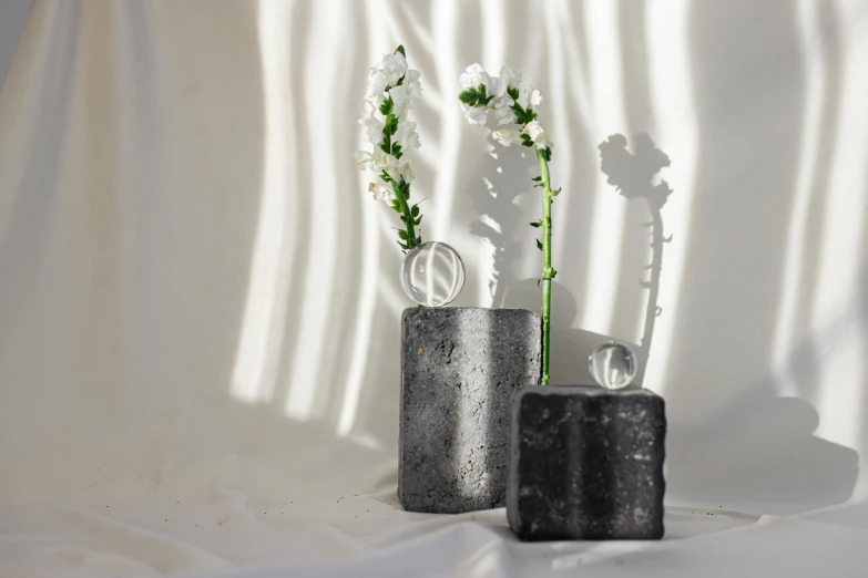 two plants in black vases sit in the sun