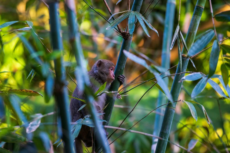 a monkey sitting on a bamboo tree limb