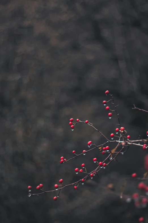 nches with small red berries are shown in the foreground