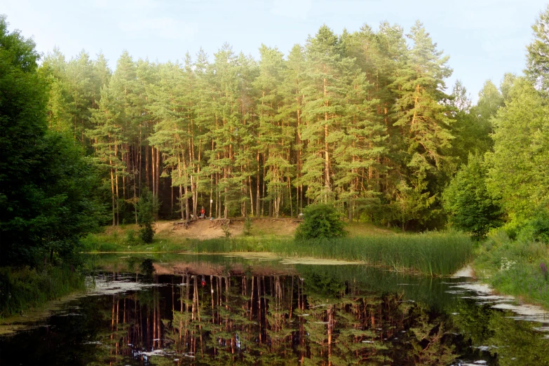 a small lake with forest around it