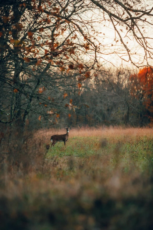 a couple of deer standing on top of a grass covered field