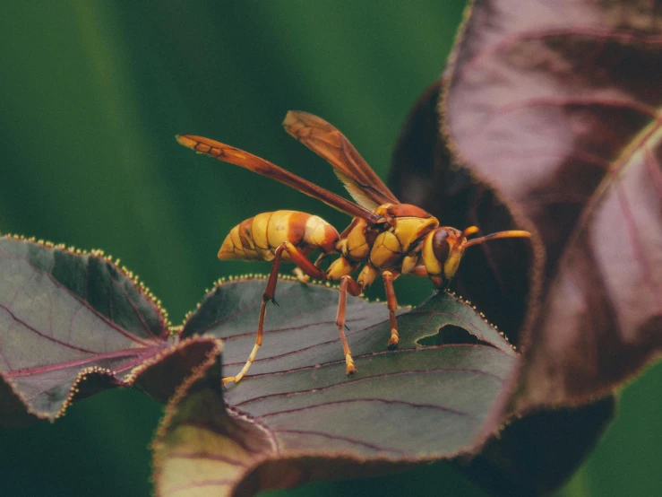 a yellow insect is sitting on some purple leaves