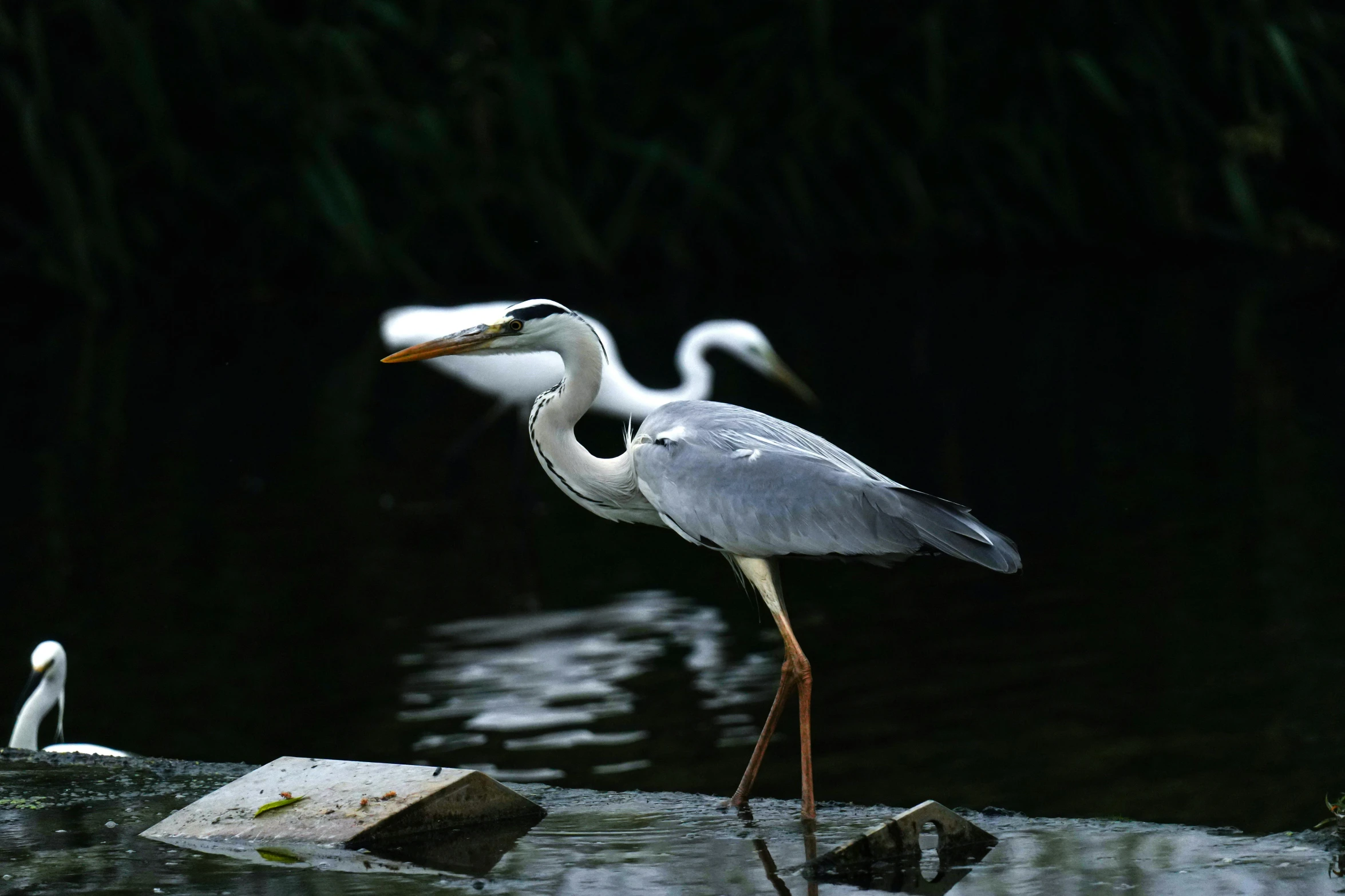 a grey heron standing in the water and several white egrets looking on