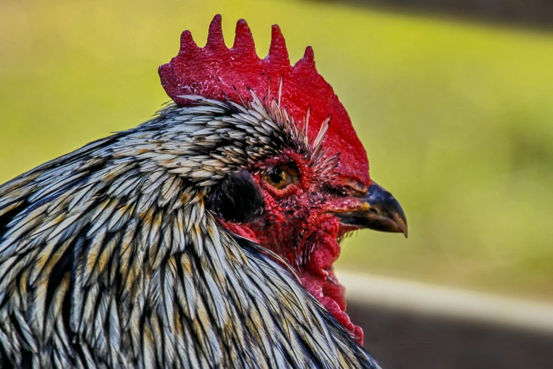 the head of a rooster with a blurred background