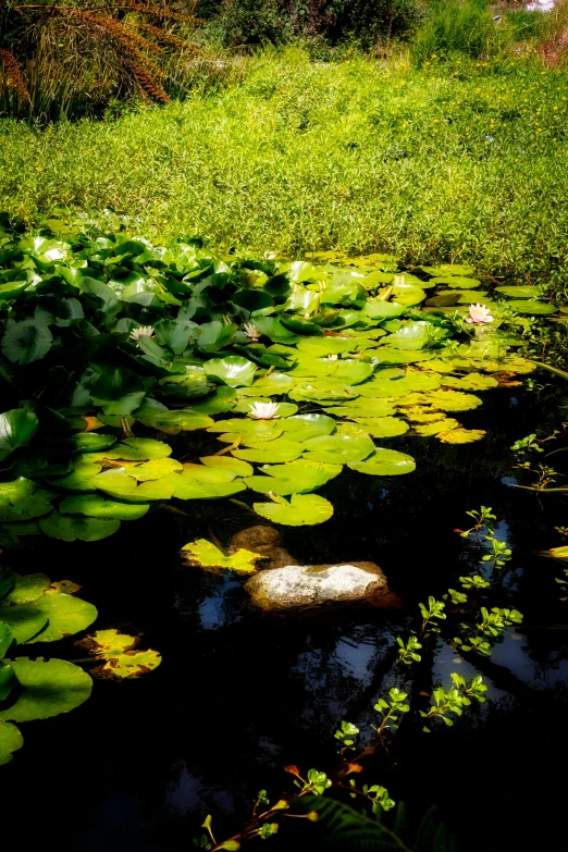 green water and lilies in the grass near trees