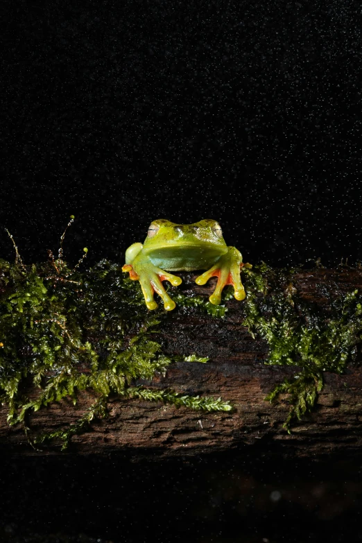 a frog sitting on a tree nch in the dark