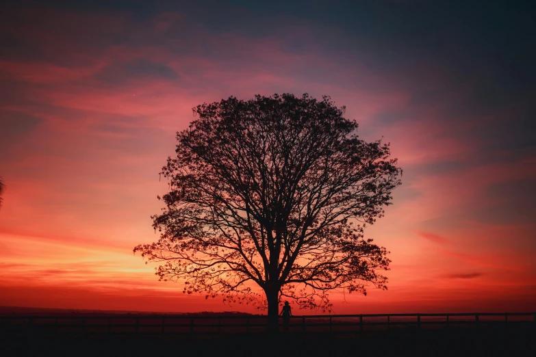 two people standing under a tree as the sun sets