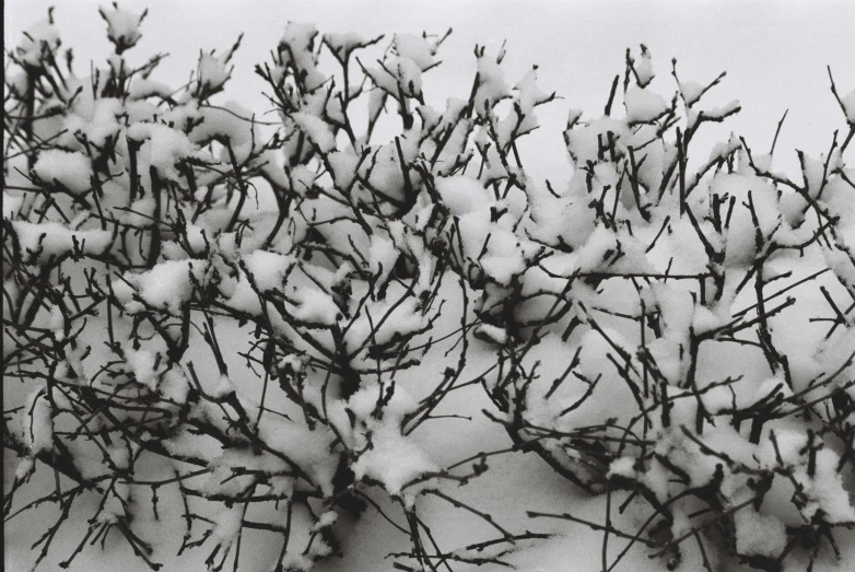 a snow covered tree with several nches in front of it