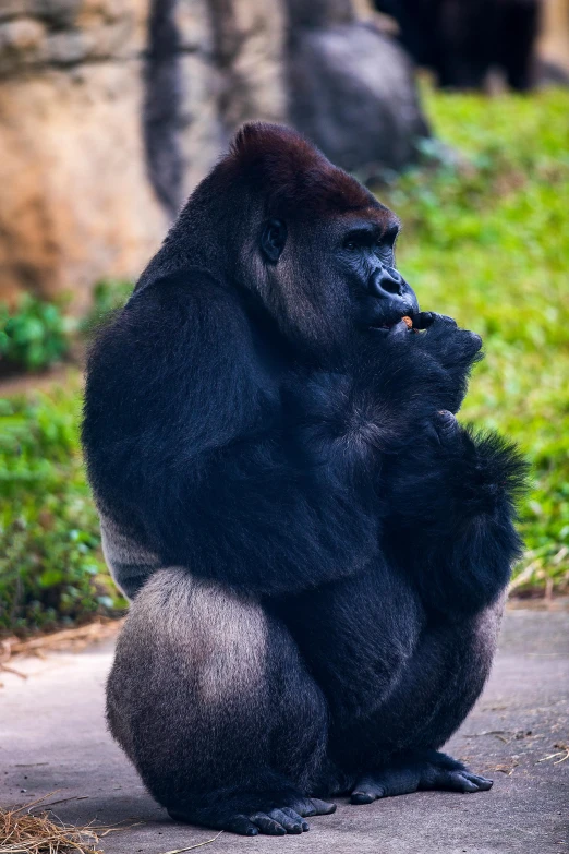 the gorilla is sitting on the pavement looking up