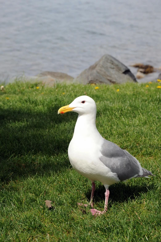 a seagull is sitting in the grass near the water