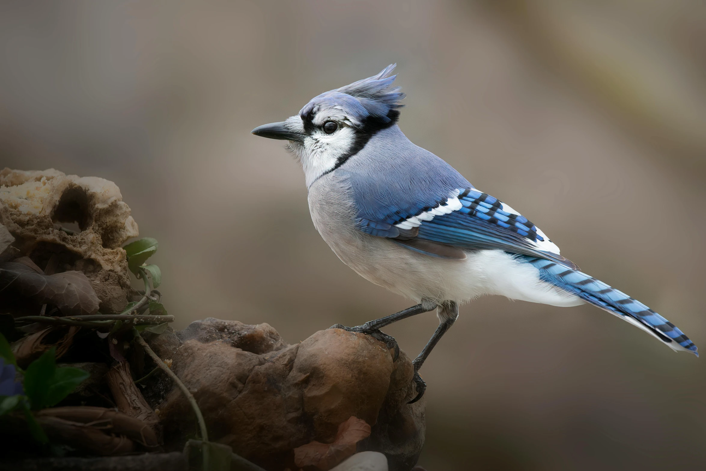 a blue bird with white markings sits on some leaves