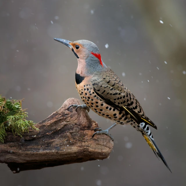 a bird on a nch in the snow